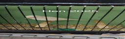 Canaries birds for sale: Canaries and Budgies for sale  - Advert 4