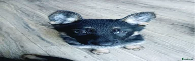 German Shepherd Puppy 3