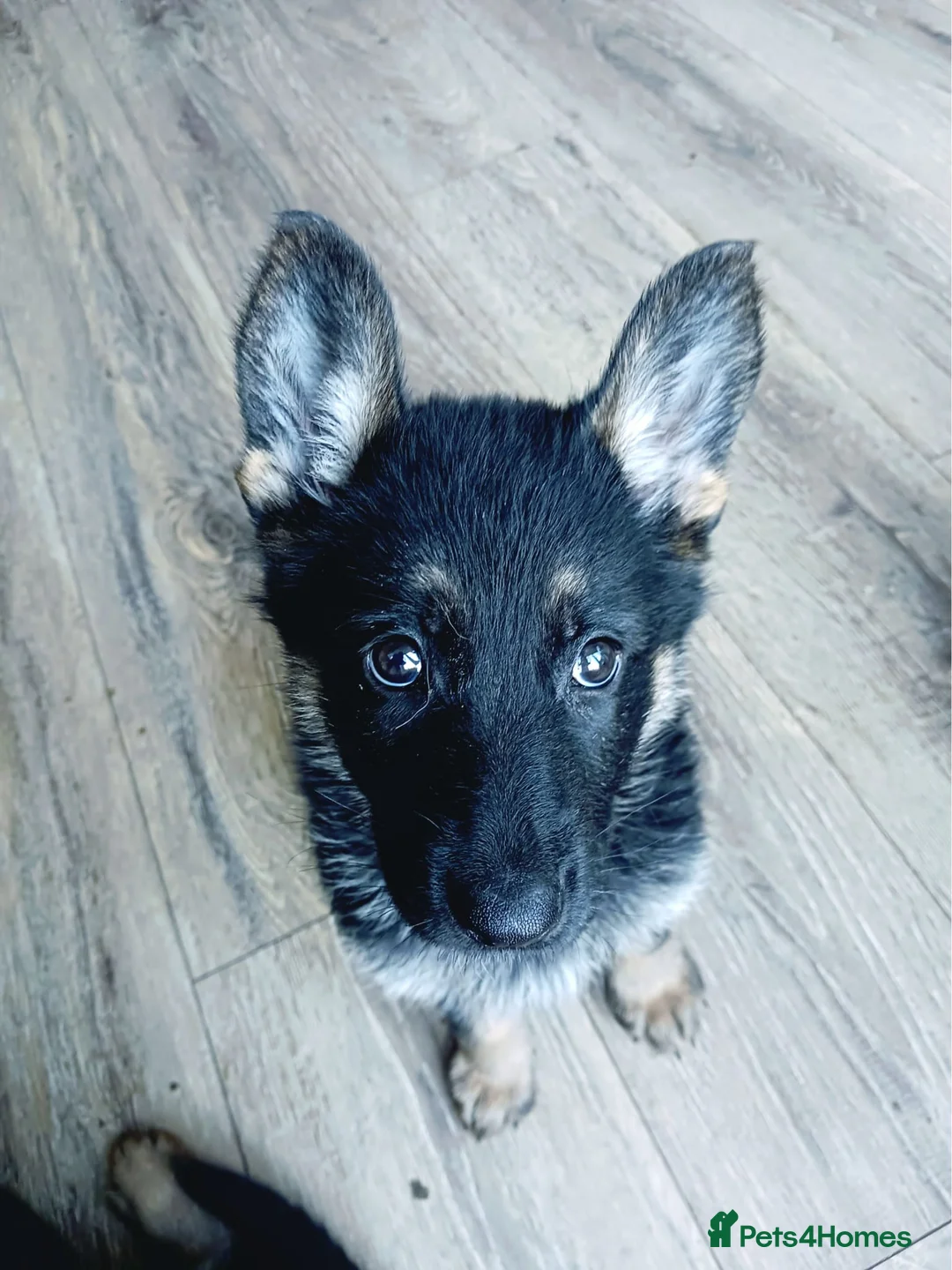 German Shepherd dogs for sale: German Shepard pups for sale - Advert 2