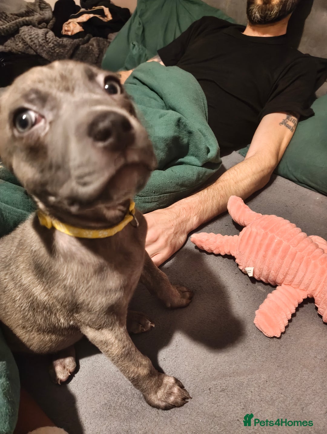 Mixed Breed dogs for sale: Loving puppy looking for her forever home - Advert 2