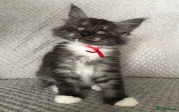 Maine Coon cats for sale: MaineCoon Kittens Black Smoke 1 Boy & 2 Girls - Image 9