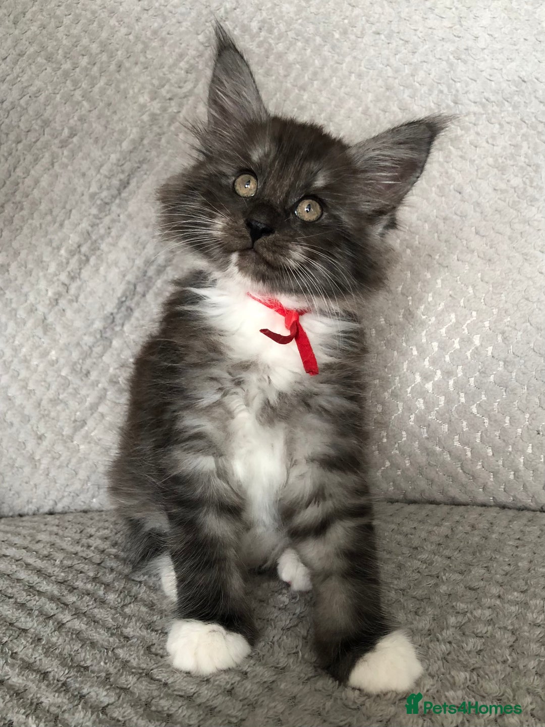 Maine Coon cats for sale: MaineCoon Kittens Black Smoke 1 Boy & 2 Girls - Image 9