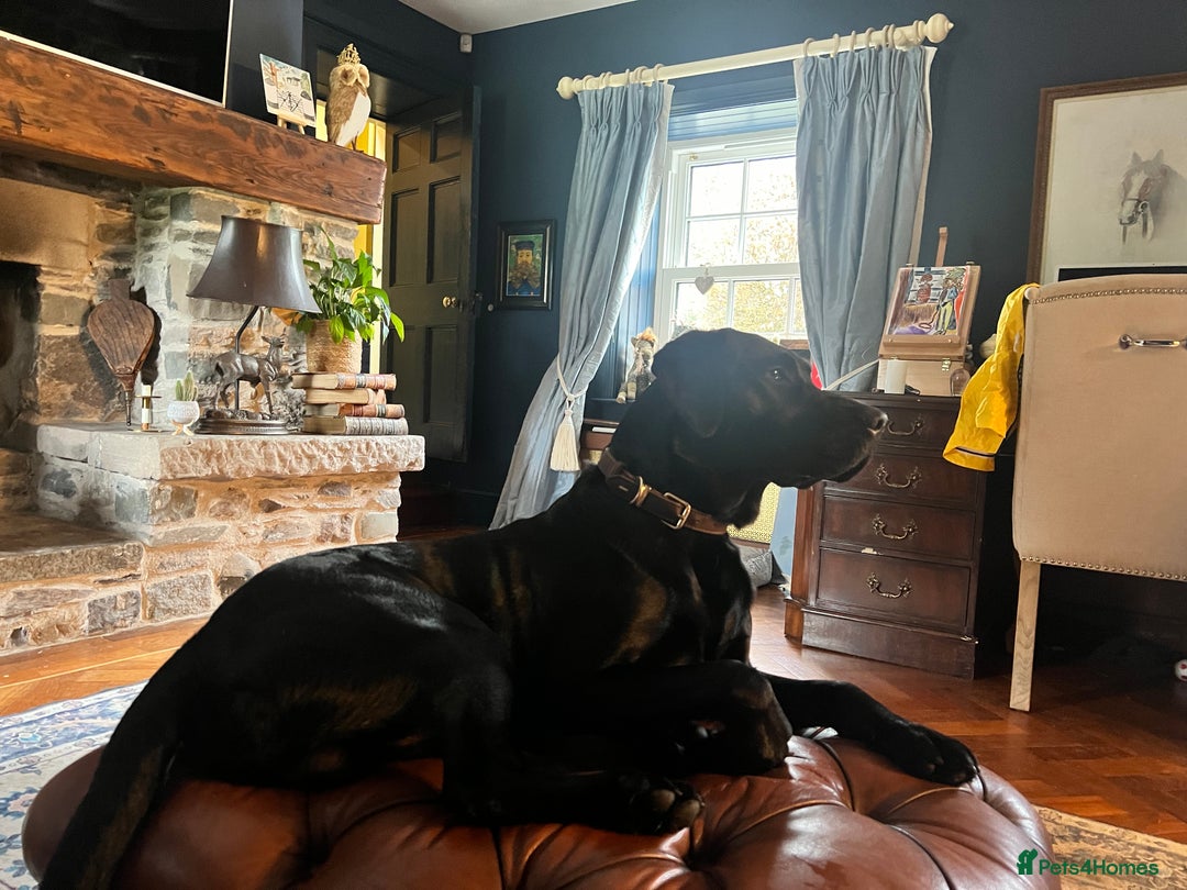 Labrador Retriever dogs for sale: Excellent Labrador pups (ready to leave oct 26th)  - Image 4