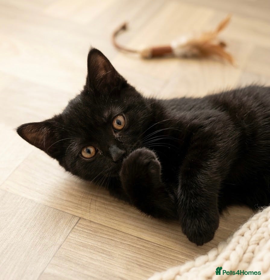 British Shorthair cats British short hair mix - Advert 18