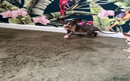 Sphynx cats for sale:  6 Beautiful Sphynx Kittens Ready Soon – 5★ - Image 28