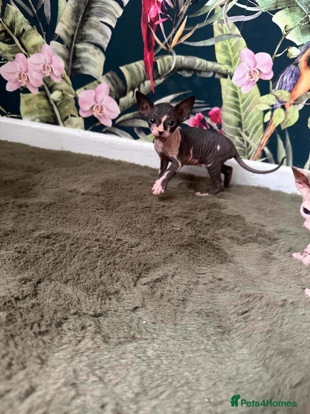 Sphynx cats for sale:  6 Beautiful Sphynx Kittens Ready Soon – 5★ - Image 28