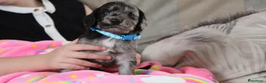 Cockapoo 8