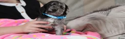 Cockapoo dogs for sale: Cockerpoo puppies  - Advert 4