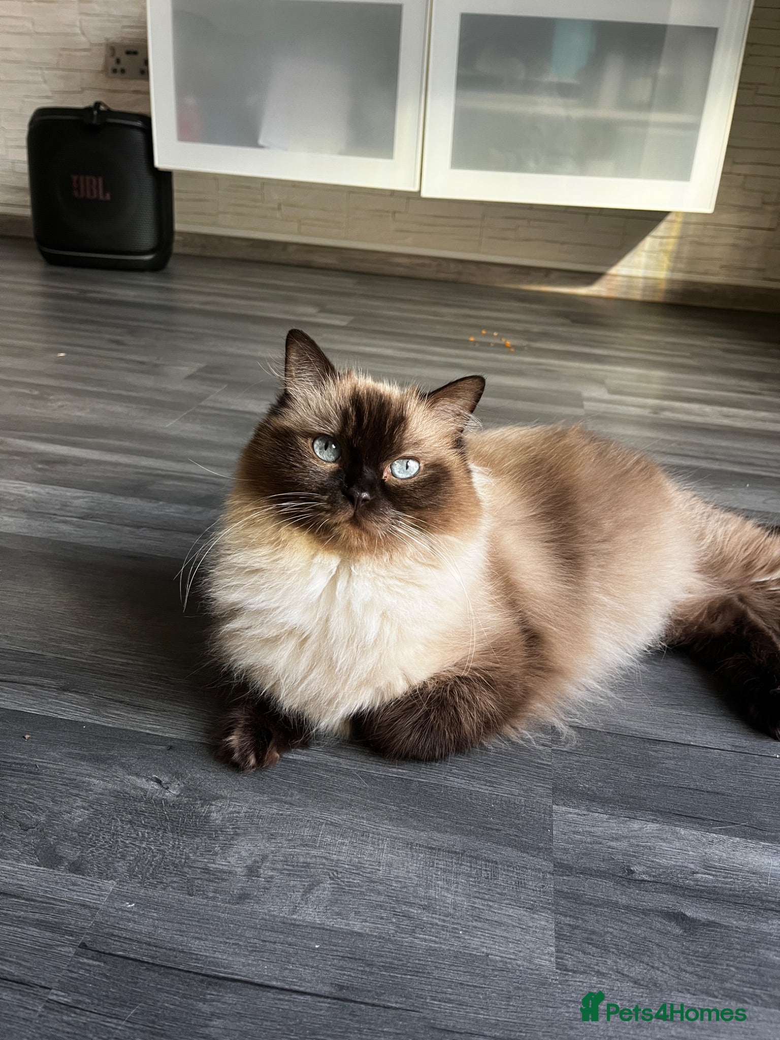 Ragdoll cats 3 Ragdoll kittens for sale - Advert 1