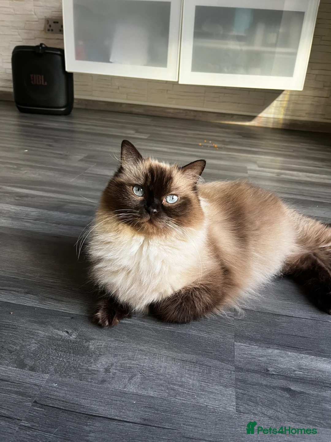 Ragdoll cats for sale: 3 Ragdoll kittens for sale - Advert 1