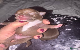 Chihuahua dogs for sale: 🐶 xxs Stunning pure chihuahua pups 🐶 - Image 24