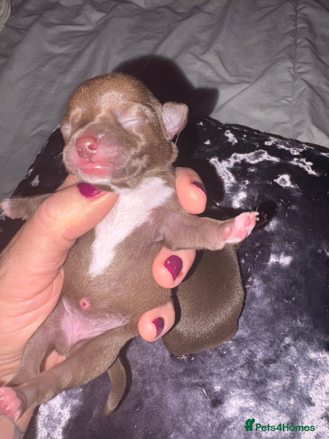 Chihuahua dogs for sale: 🐶 xxs Stunning pure chihuahua pups 🐶 - Image 24