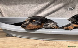 Miniature Dachshund dogs for sale: Miniature dachshund puppies - Image 10