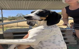 Mixed Breed cats for adoption: Lisbon - Sweetheart Dog with much love to give.  - Image 2