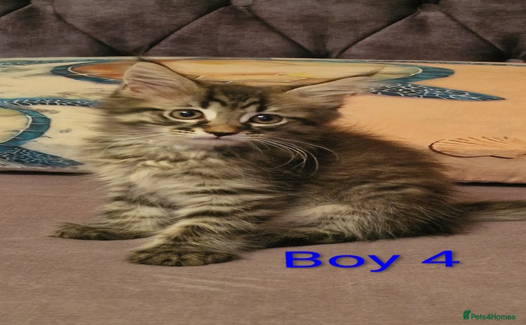 Maine Coon cats - Advert 3