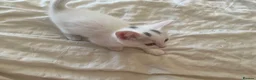 Mixed Breed cats for sale: Gorgeous white kittens in Benfleet - Advert 4