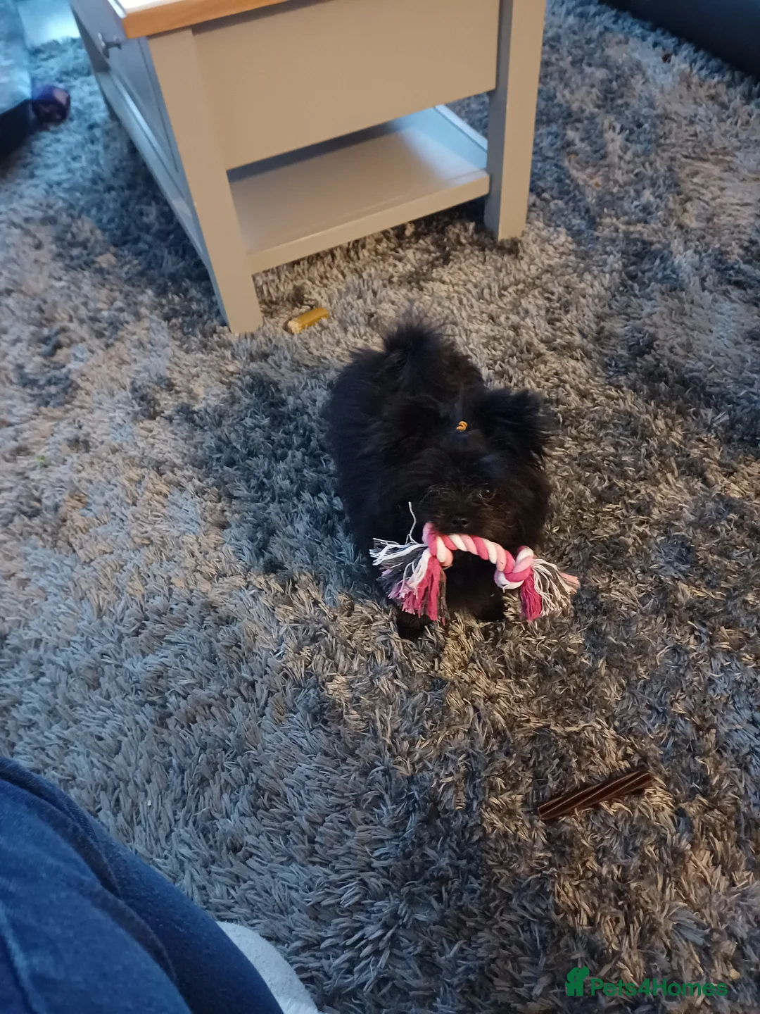 Maltipom dogs for sale: Female maltipom  - Advert 3