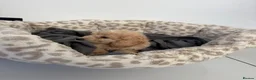 Cockapoo dogs for sale: Cockapoo pups  - Advert 27