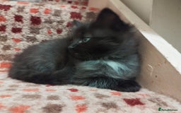 Ragdoll cats for sale: 5 ADORABLE RAGDOLL X KITTENS FOR SALE - Image 20