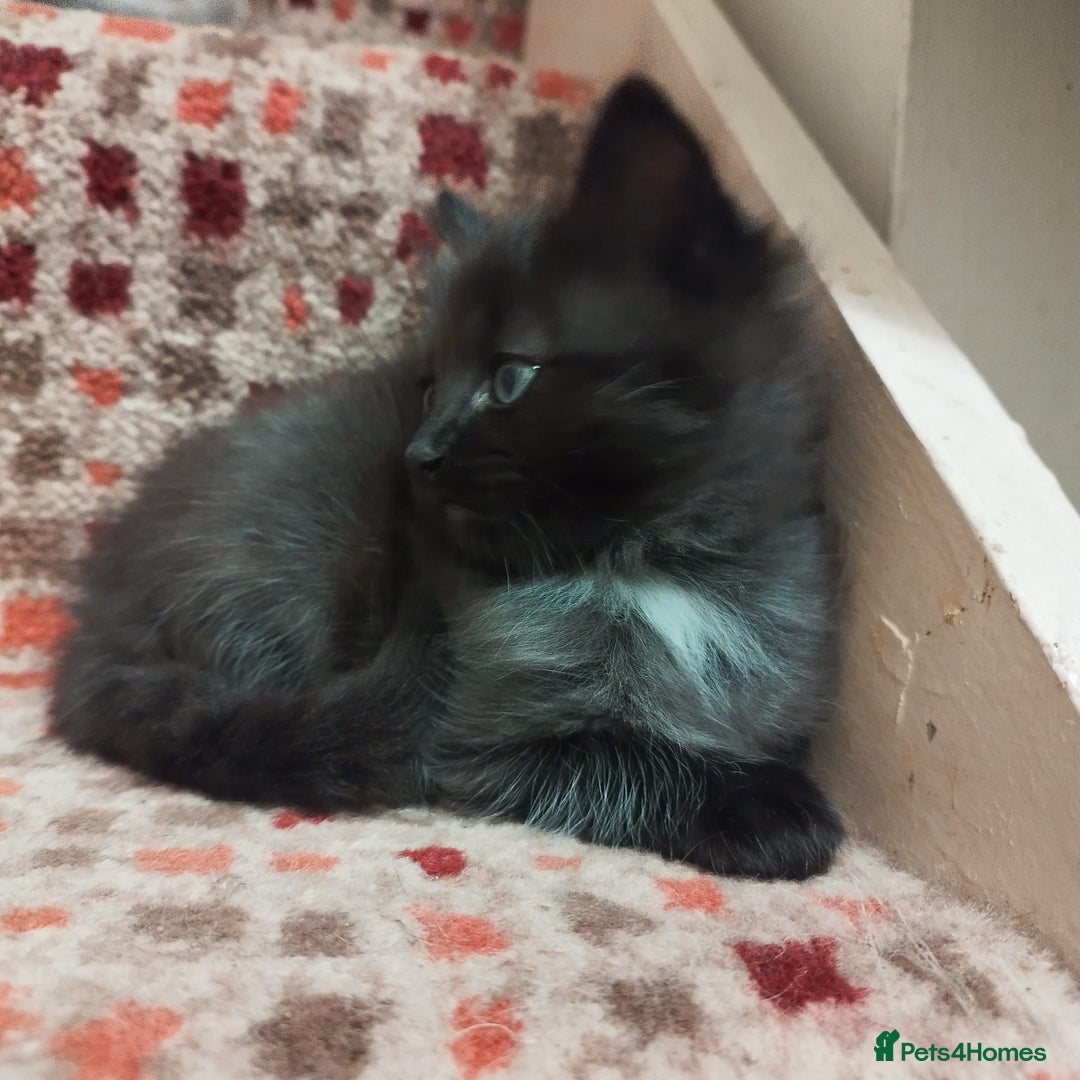 Ragdoll cats for sale: 5 ADORABLE RAGDOLL X KITTENS FOR SALE - Image 20