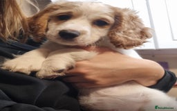 Cockapoo dogs for sale: Lemon & white cocker spaniel & Cockerpoo puppies - Advert 5