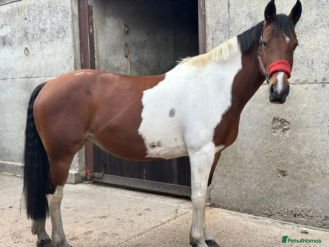 Irish Sports horses for sale: Beautiful 15.1hh coloured mare  in Clacton-on-Sea - Advert 8