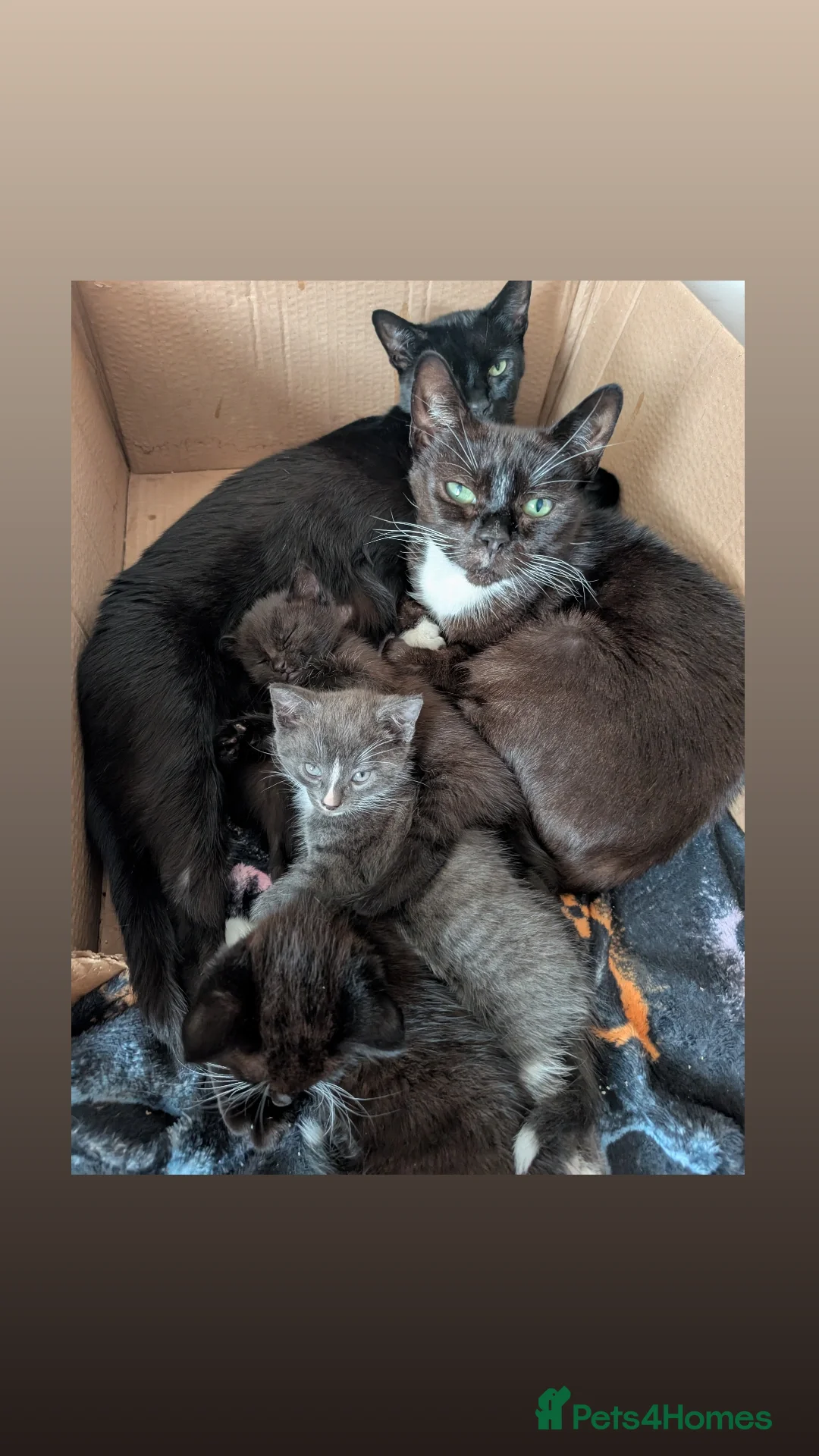American Shorthair cats for sale: Boy kitten available - Image 3