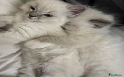 Ragdoll cats for sale: Active Registered GCCF Ragdoll 1 year old Cat - Image 6