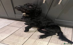 Mixed Breed dogs for sale: Walter the Cockerpoo -  ** .  - Advert 5