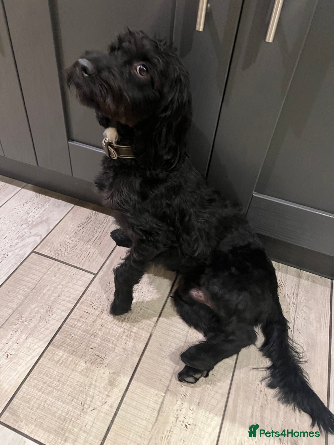 Mixed Breed dogs for sale: Walter the Cockerpoo -  ** .  - Advert 5
