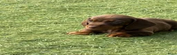 Dachshund dogs for sale: Brown and tan, beautiful little dachshund boy  boy - Advert 4