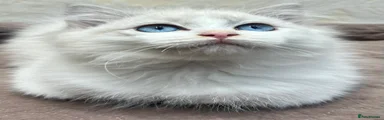 Ragdoll 4