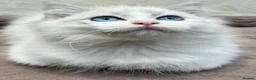 Ragdoll cats for sale: GCCF registered Bicolor kittens  in Walsall - Advert 4