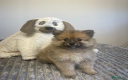 Pomeranian dogs for sale: LAST GIRL READY NOW Pomeranian puppies - Advert 6