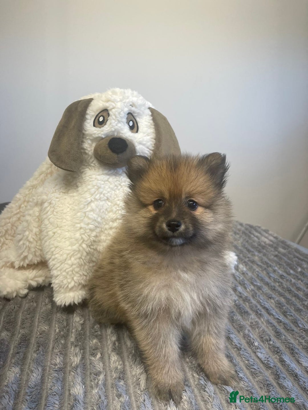 Pomeranian dogs for sale: LAST GIRL READY NOW Pomeranian puppies - Advert 6