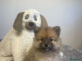 Pomeranian dogs - Advert 23