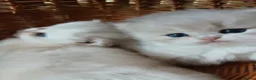 British Shorthair cats for sale: Teddy face kitten with extra long hair  - Advert 7