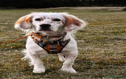 Mixed Breed dogs for adoption: Lilo  - Image 1