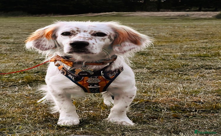 Mixed Breed dogs - Advert 9