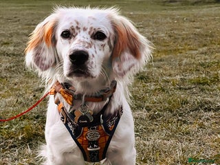Mixed Breed dogs - Advert 19