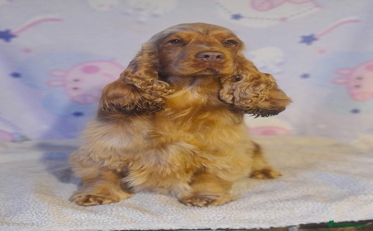 Cocker Spaniel dogs - Advert 4