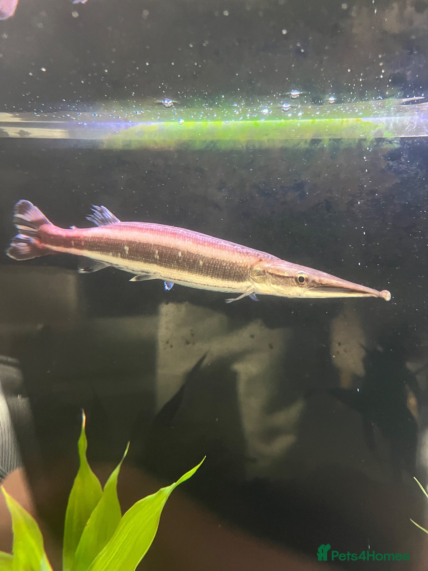 Cichlids fish RARE Striped Gar  - Advert 7