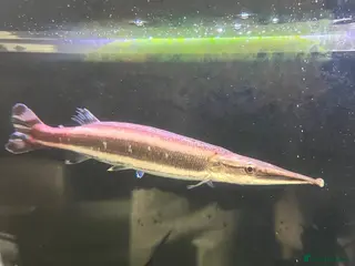 Cichlids fish RARE Striped Gar - Advert 1