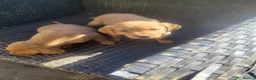 Labrador Retriever dogs for sale: A Super litter of Fox Red & Black Working Lab pups - Advert 8