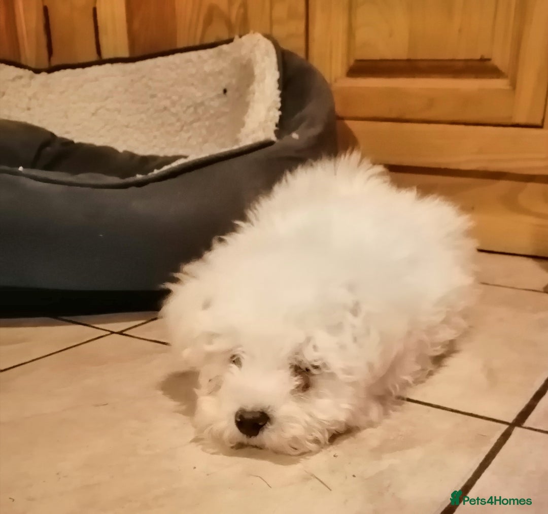 Bichon Frise dogs for sale: BICHON FRISE - Advert 10