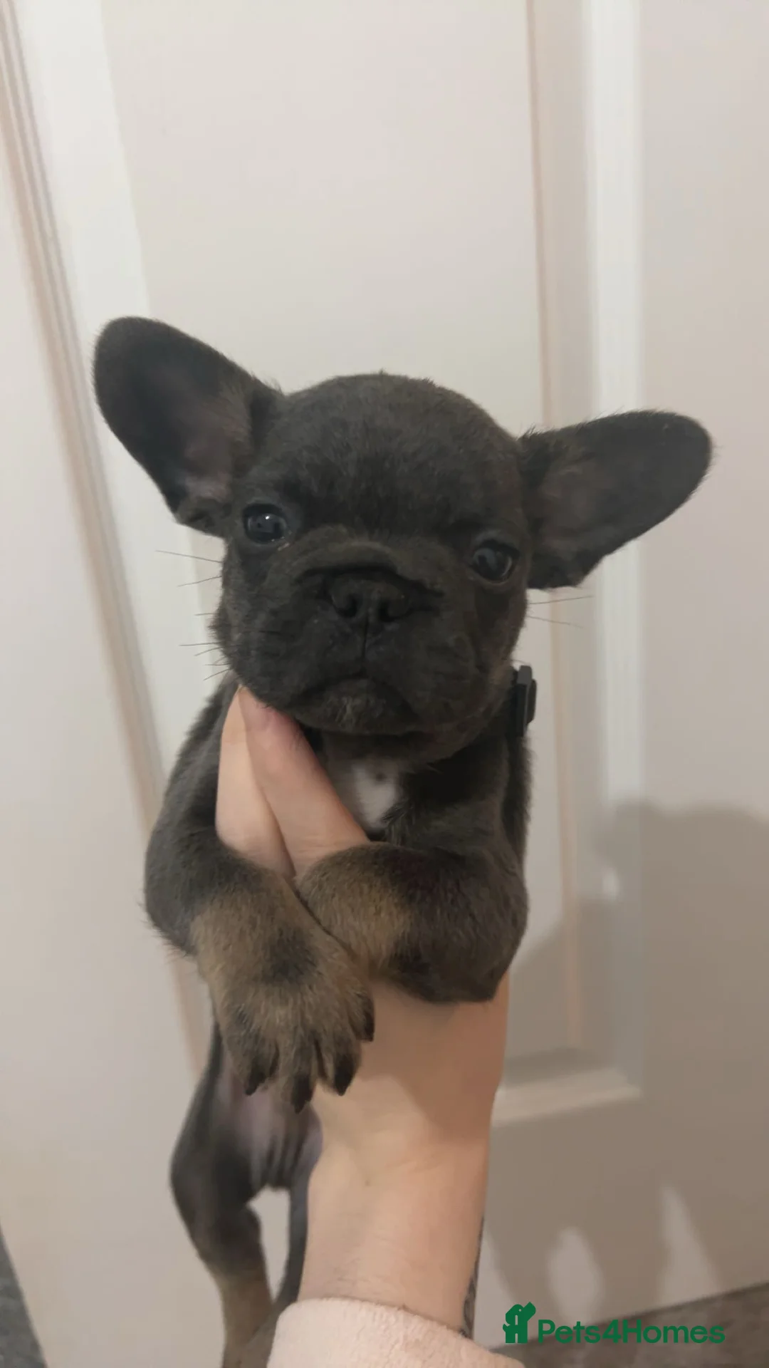 French Bulldog dogs for sale: FLUFFY PINK ISABELLA BLUE TAN KC REGISTERED  - Advert 20