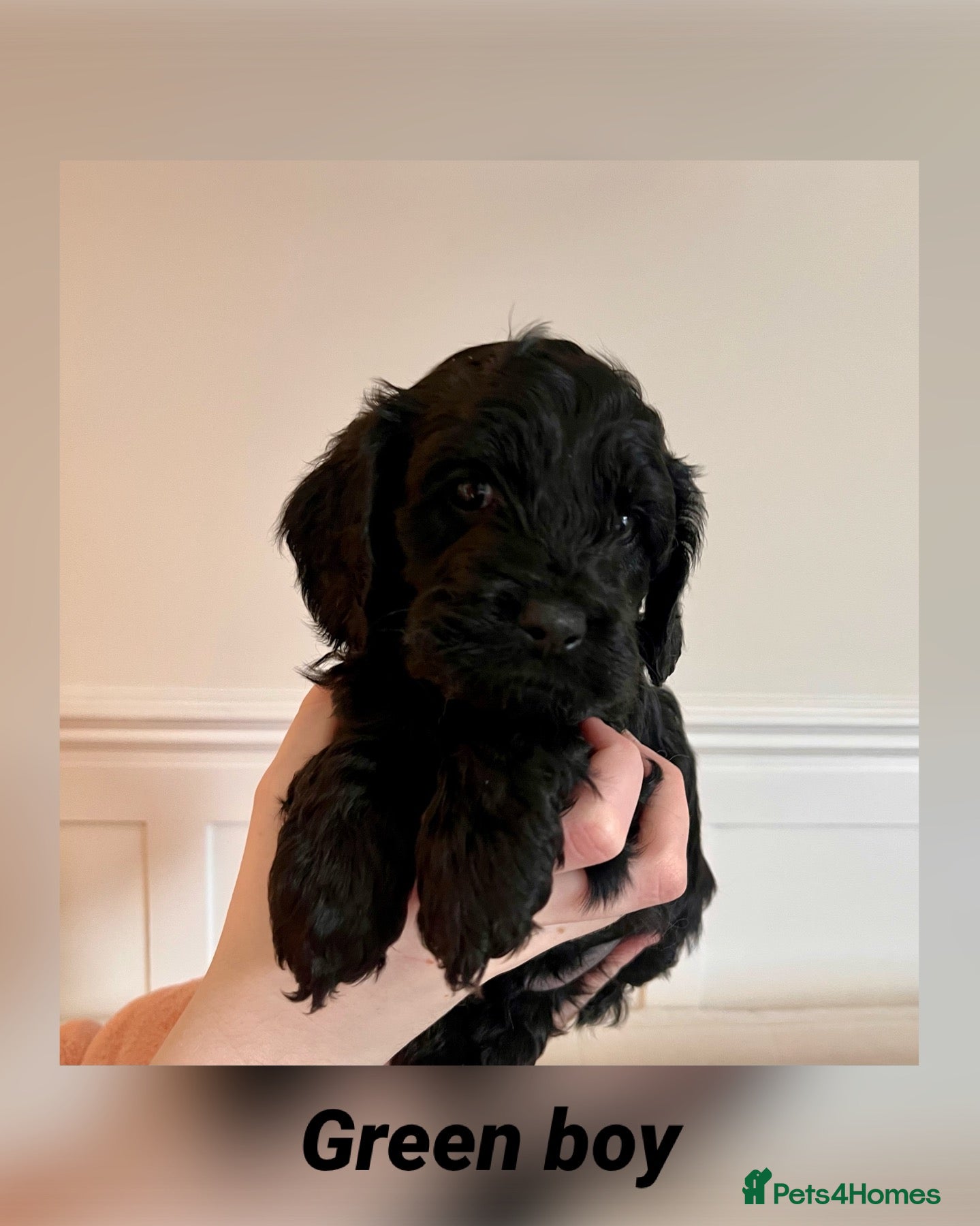 Cavapoo dogs Beautiful F1 Cavapoo puppies - Advert 2