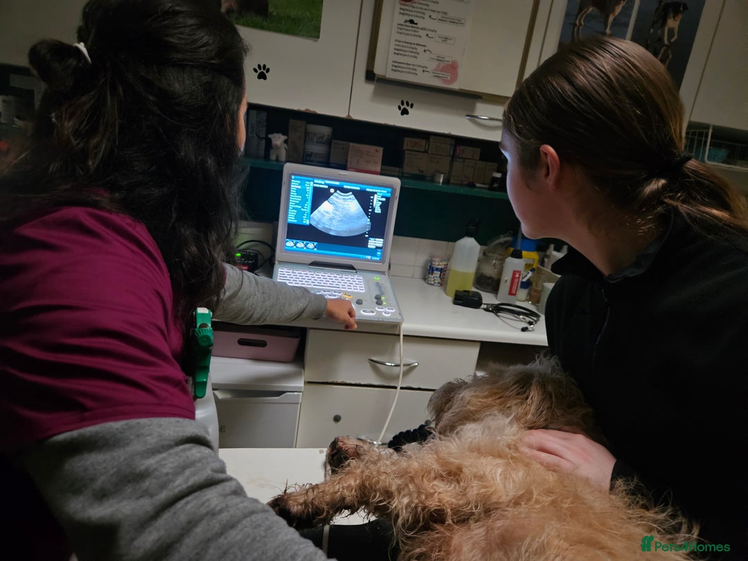 Glen of Imaal Terrier dogs for sale: Maximum dog in minimum frame! - Advert 4