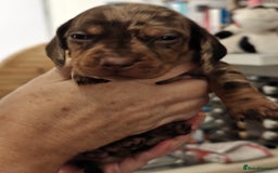Miniature Dachshund dogs for sale: 4 miniature dachshund looking for forever homes  - Image 4