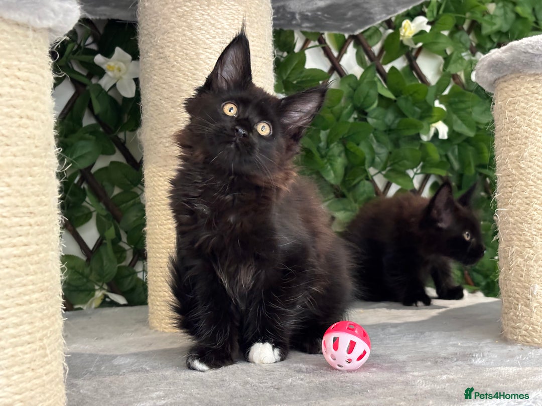 Maine Coon cats for sale: TICA 5 GEN PEDIGREE DNA TESTED  - Image 26